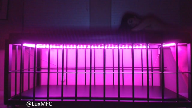 LuxNeon_-_Bratty_slave_begs_seduces_for_freedom.mp4.00006.jpg